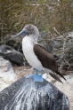 086 Blue-footed booby 04